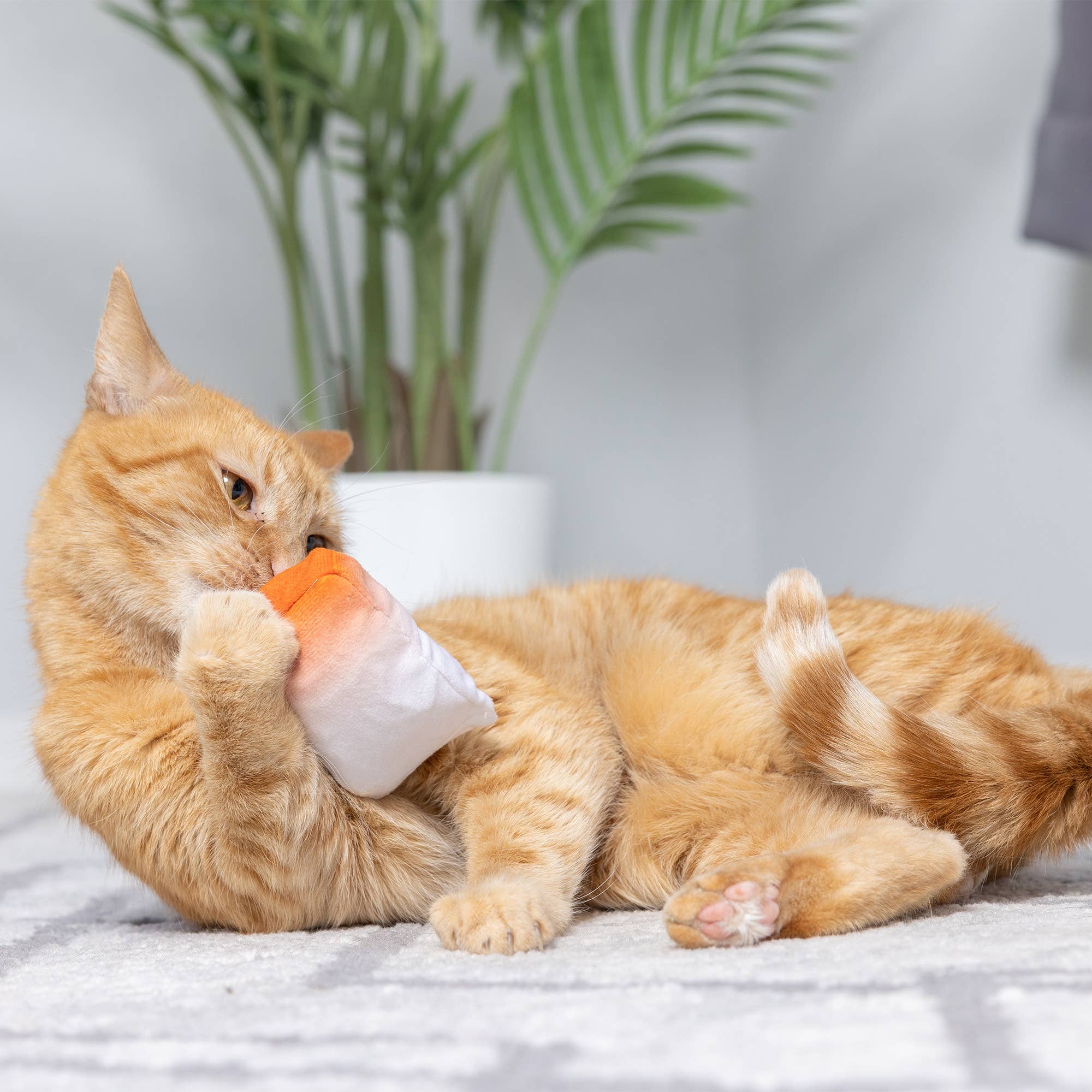 Go Fish Phishy For Cats