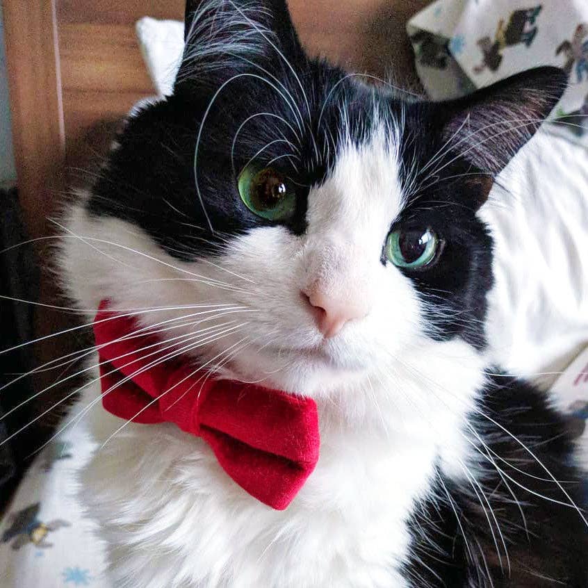 Velvet Red Bow Tie