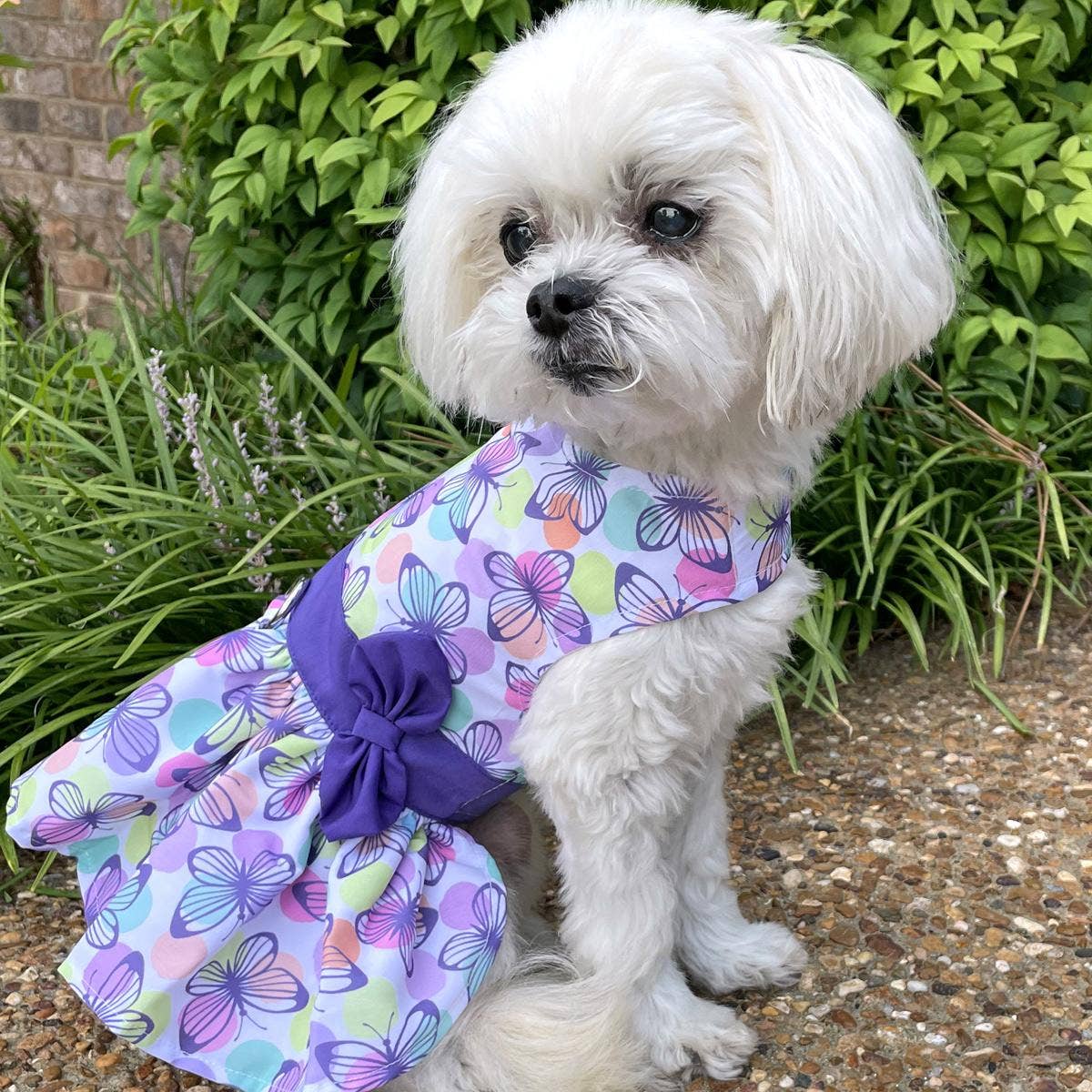 Purple Butterfly Dog Dress w/ Matching Leash