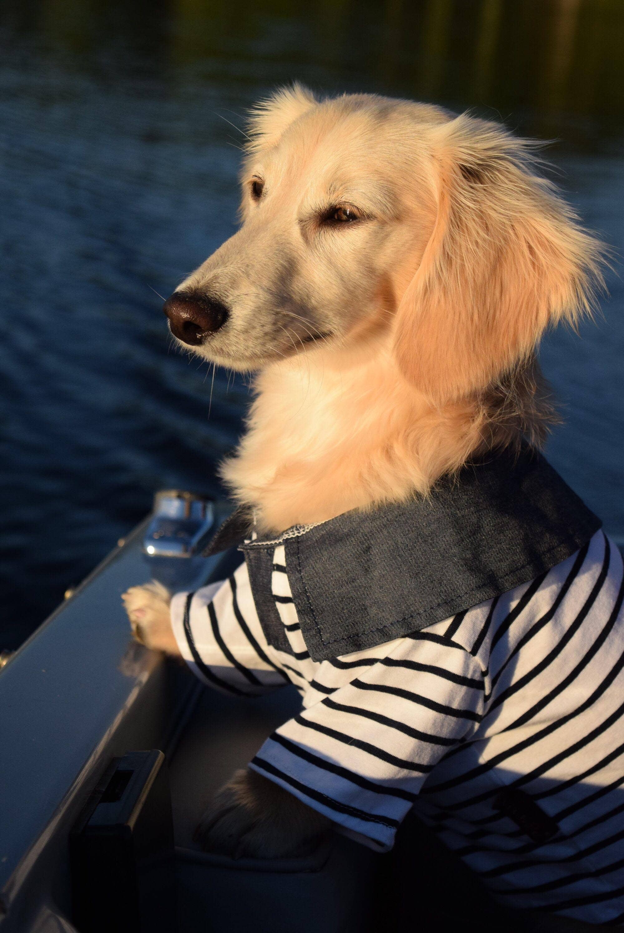 Preppy Boy Polo – Classic & Stylish Polo Shirt for Dogs