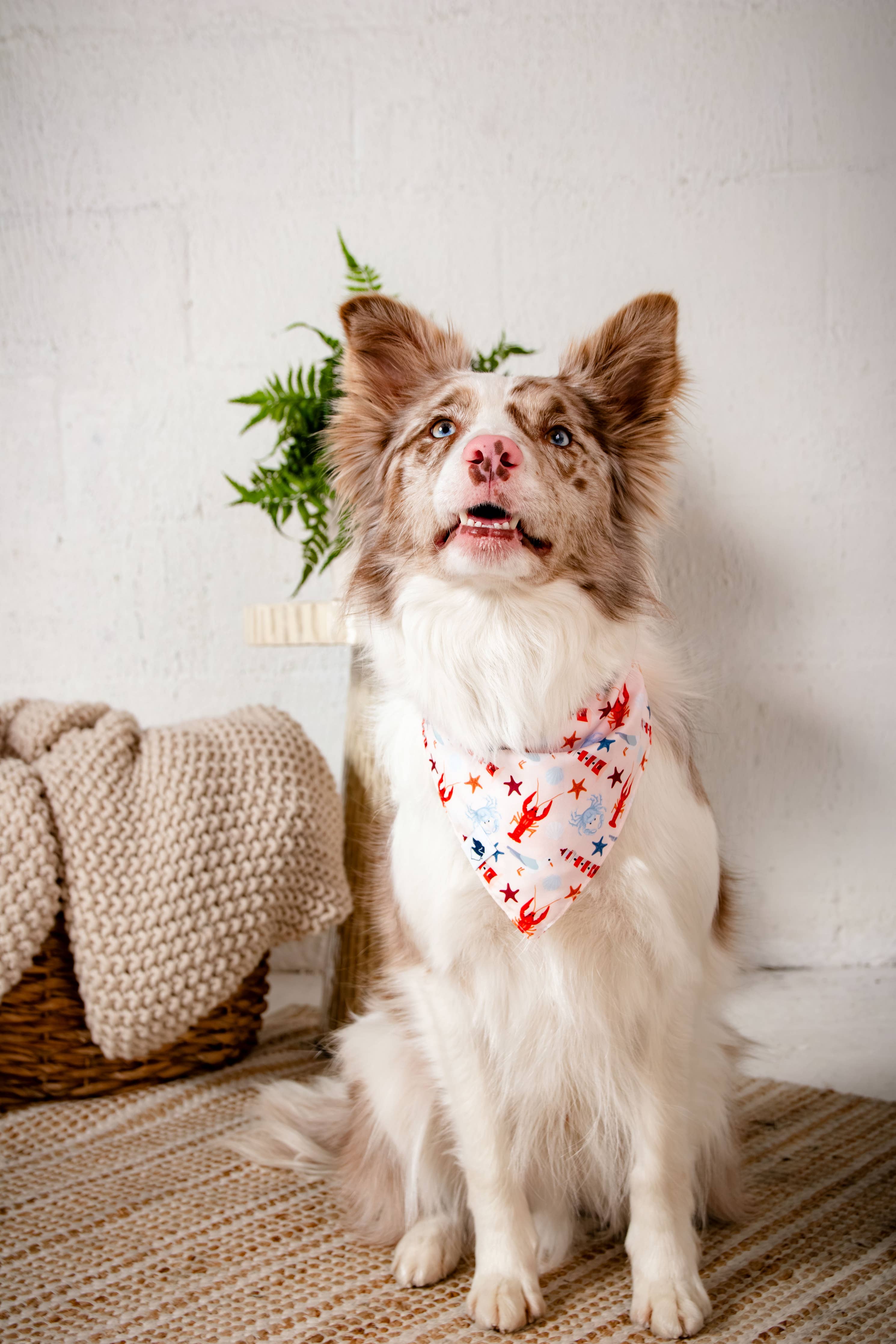Coastal Charm Dog Bandana