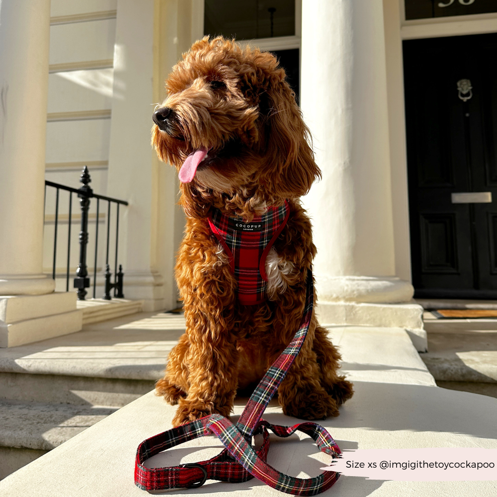 Tartan Adjustable Neck HARNESS