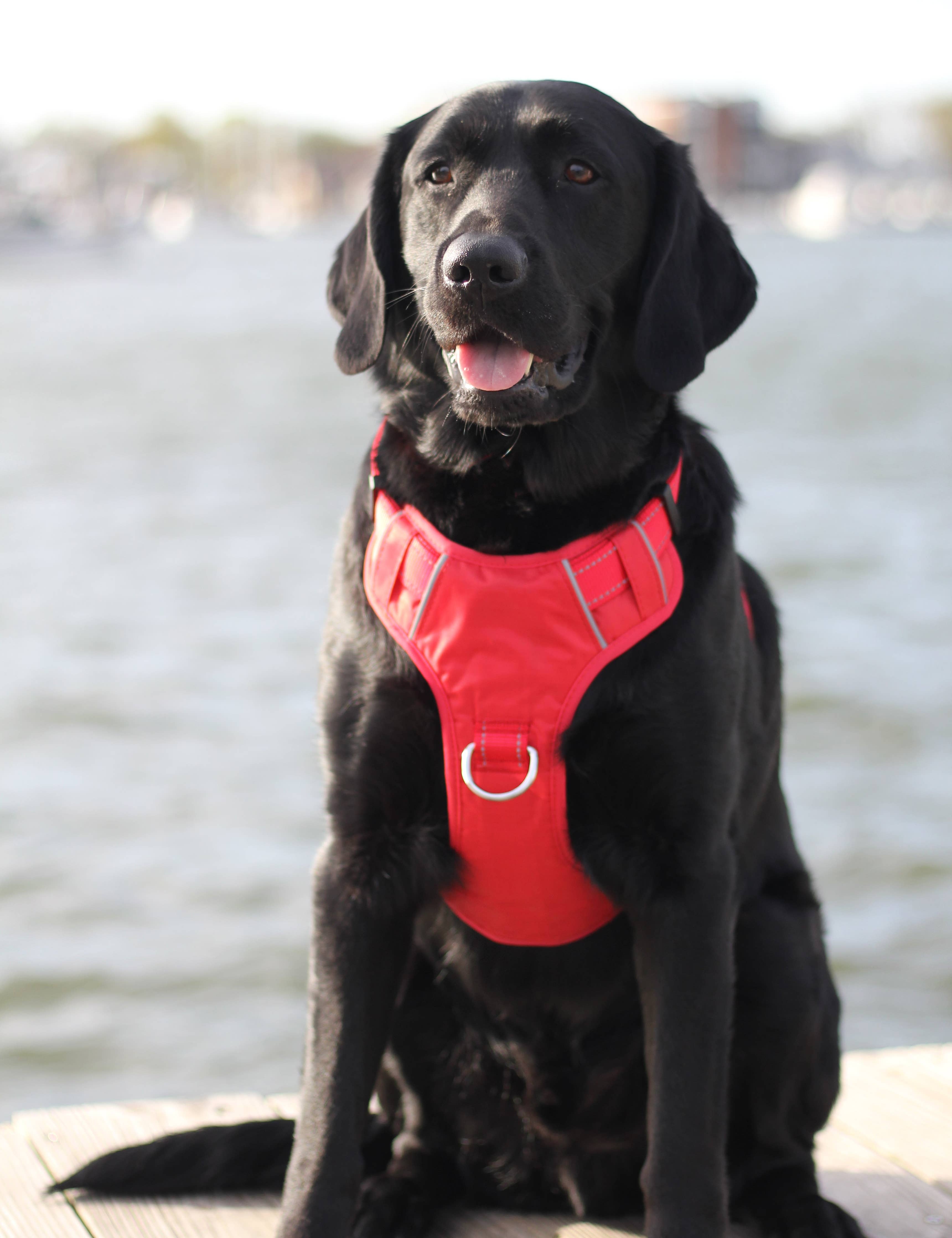 Chesapeake Bay Dog Harness
