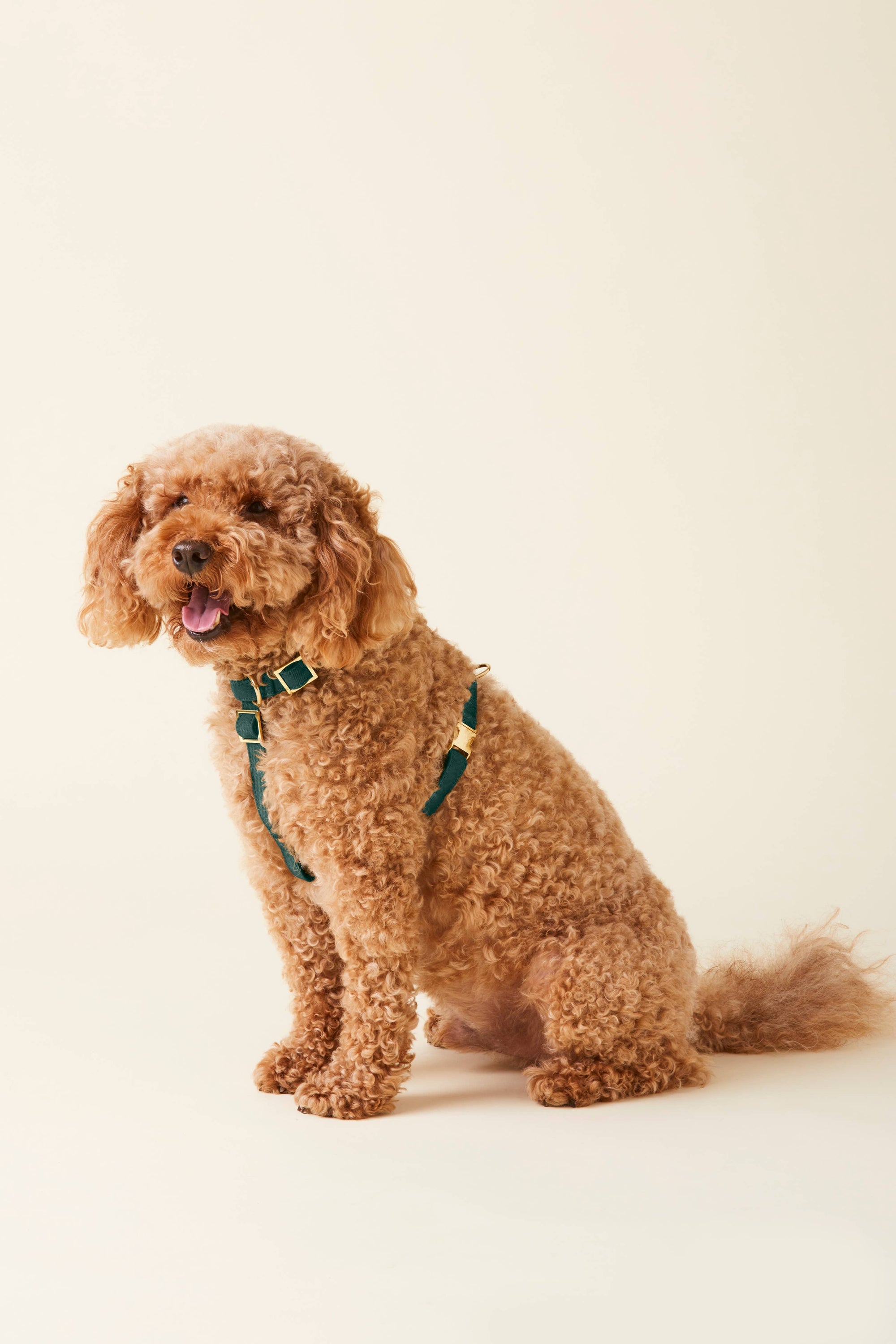 Evergreen Dog Harness