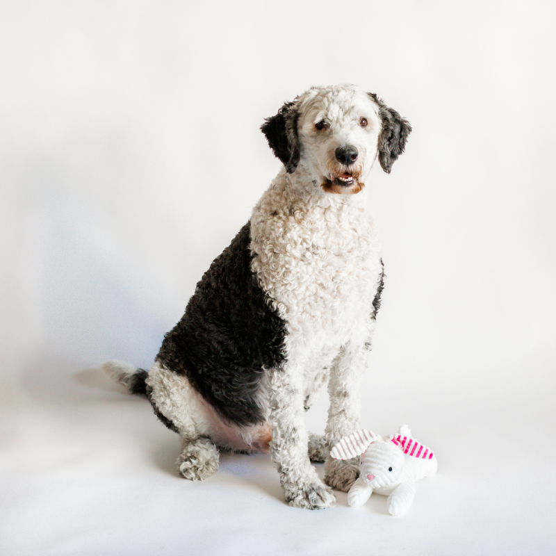 Midlee Stripe Ears White Easter Rabbit Dog Toy