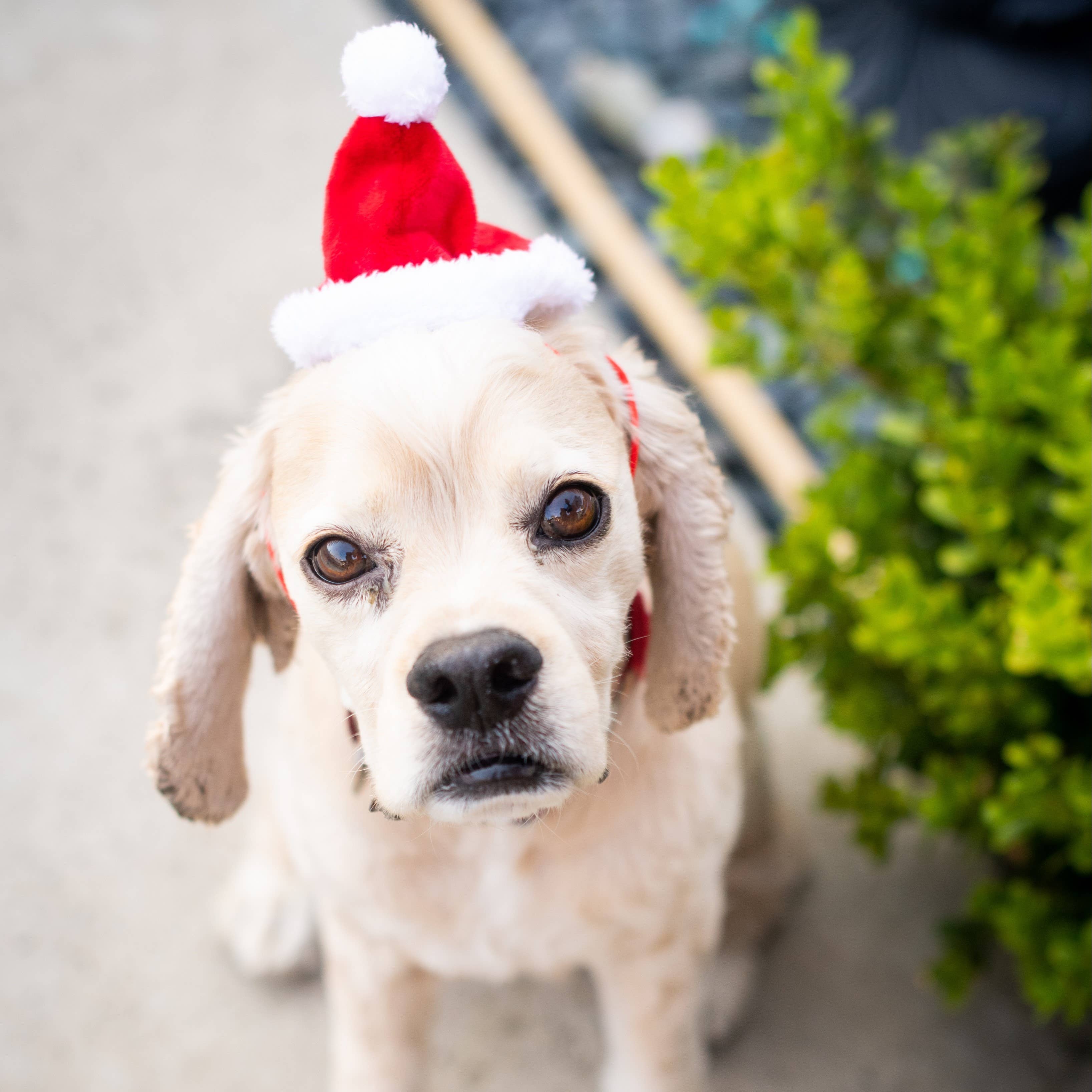 H&K Hat Santa with SnugFit®