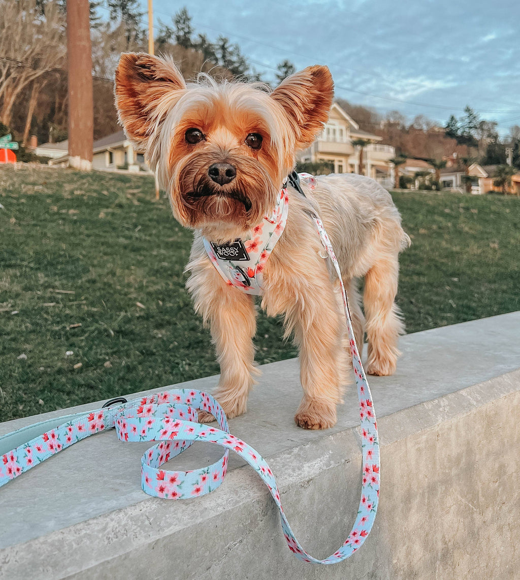 Dog Leash - Sakura (Spring)