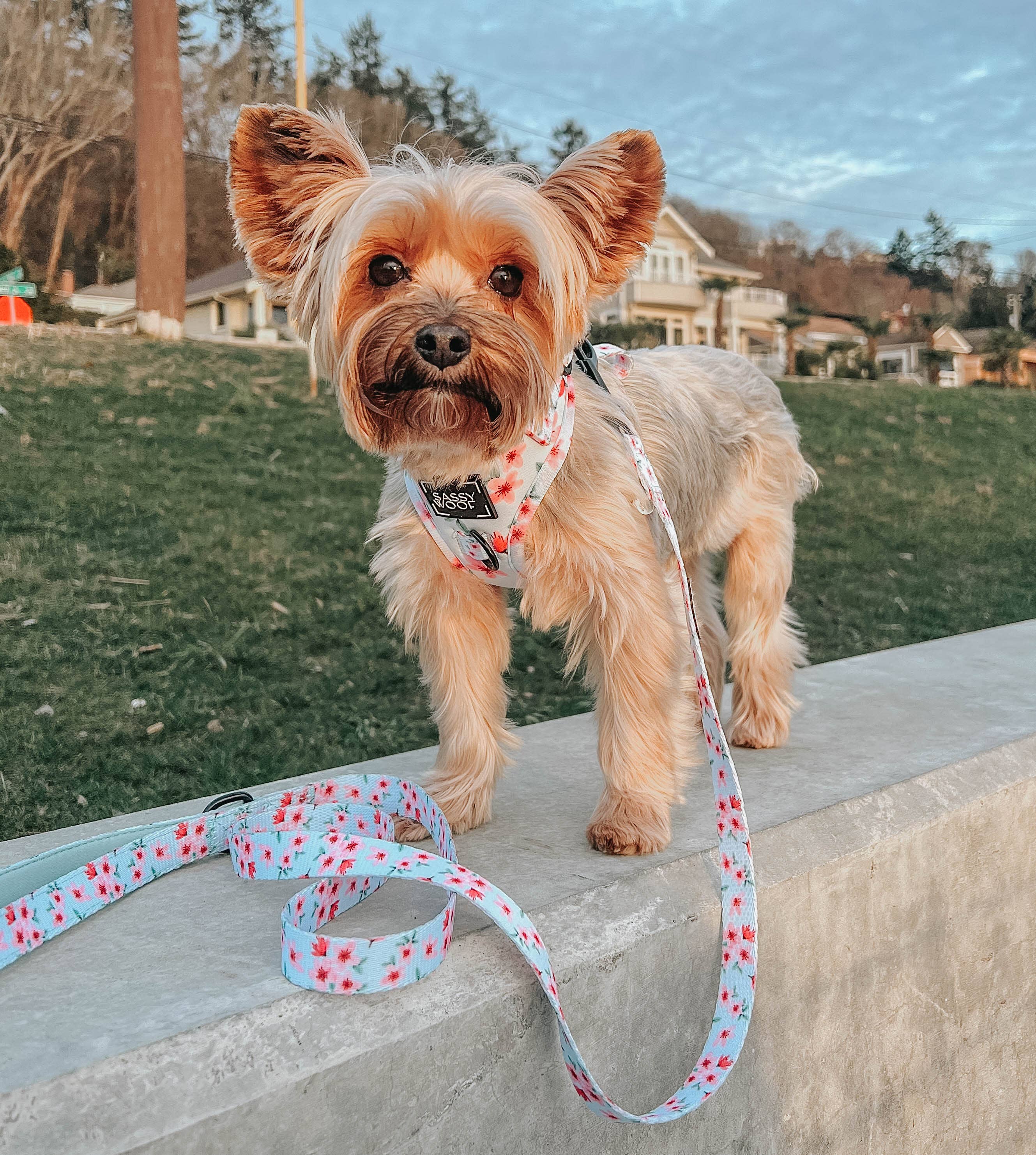 Dog Leash - Sakura (Spring)