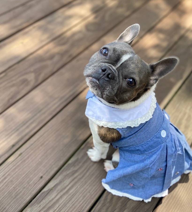 Prairie Dress – Adorable Dog Dress for Everyday Wear