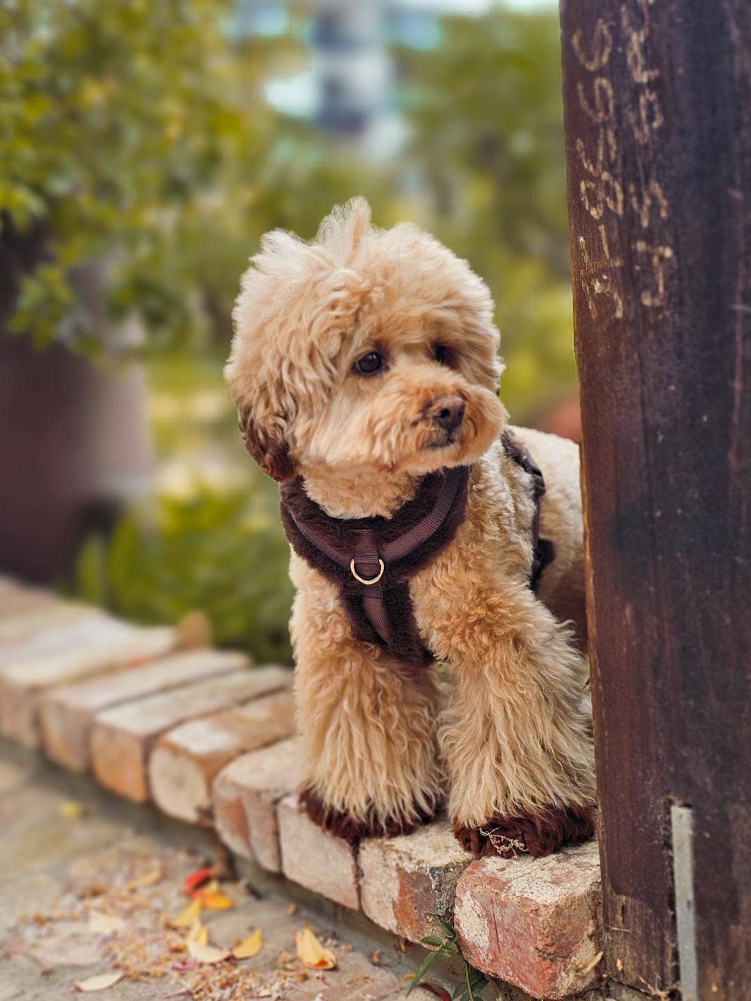 Comfort Furlowe Harness - Mocha