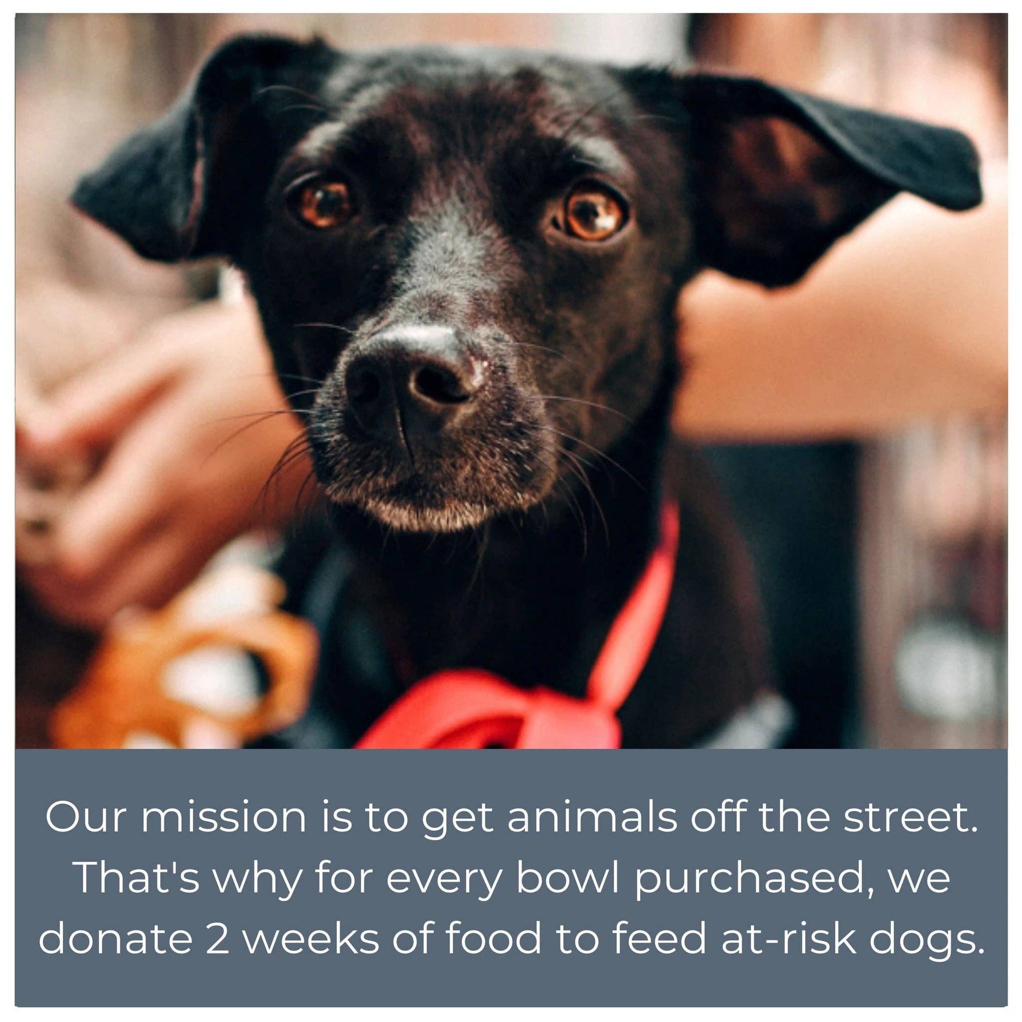 Rose Swag Elevated Pet Feeder