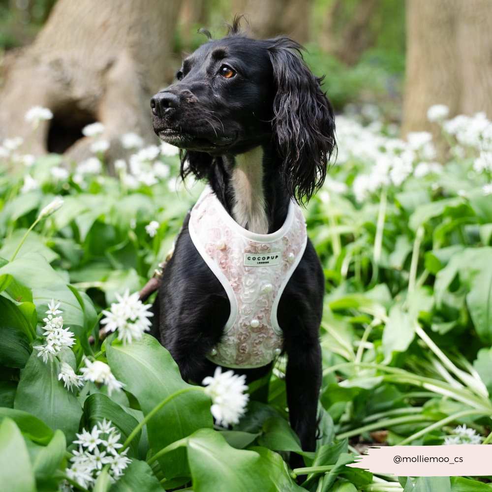 Pearly Pup Adjustable Neck HARNESS