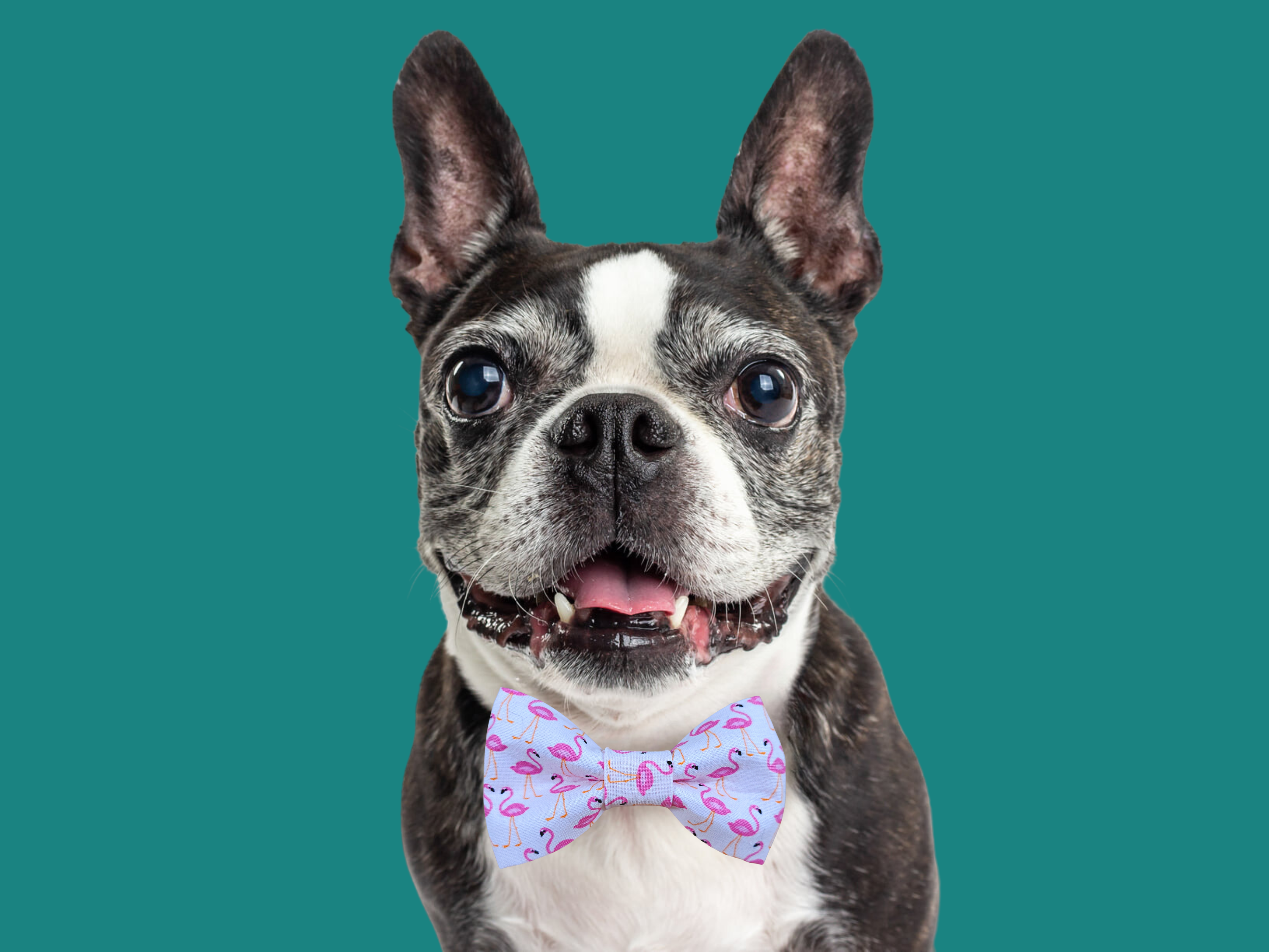 Flamingos Bow Tie