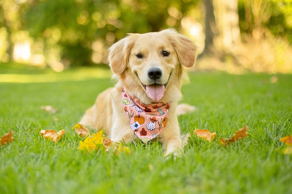 It's Fall Y'all Dog Bandana