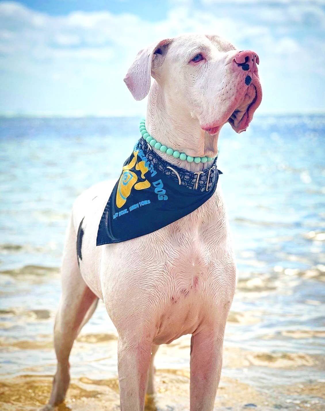 Simply Tiffany | Beaded Dog Collar