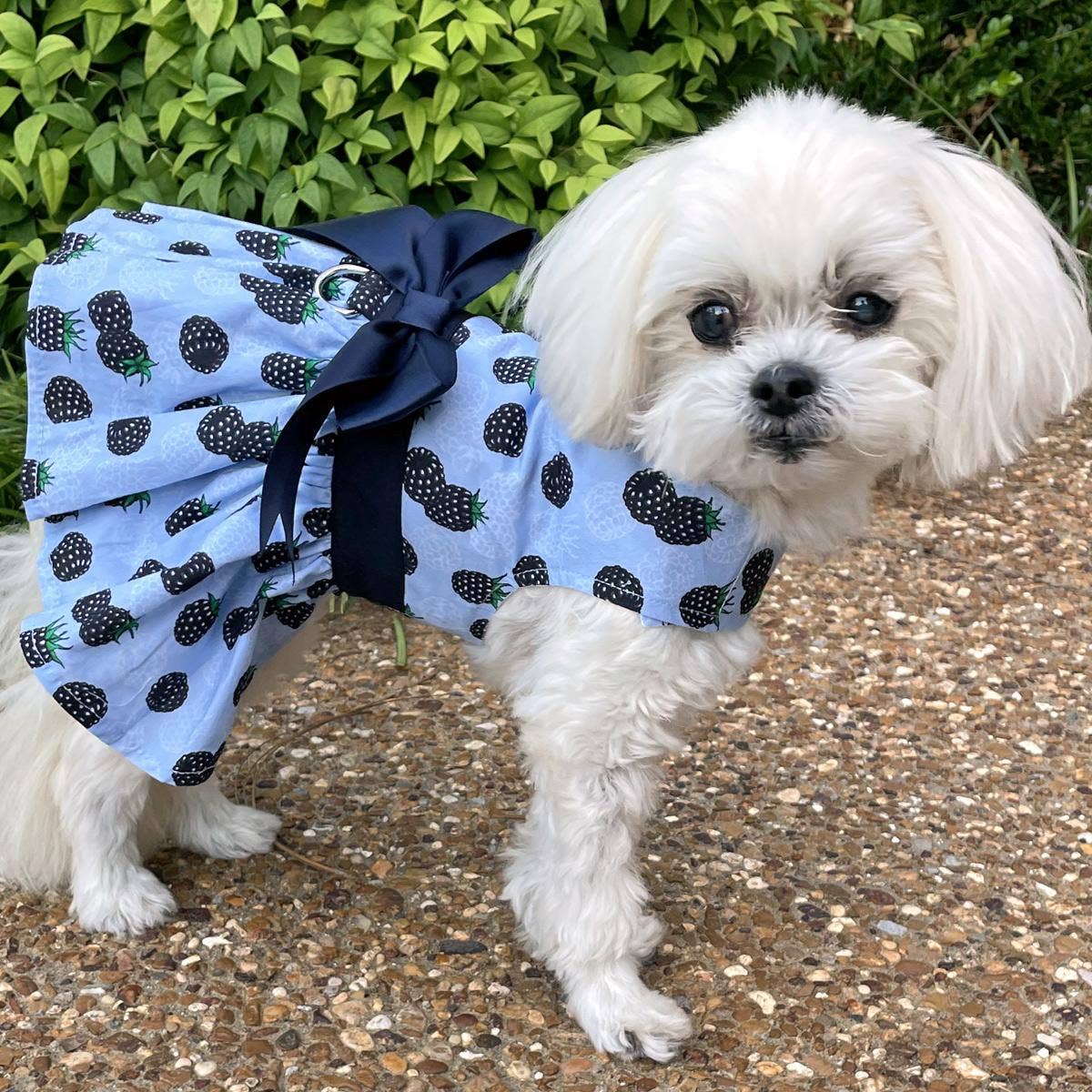Blackberries Dog Dress w/ Matching Leash