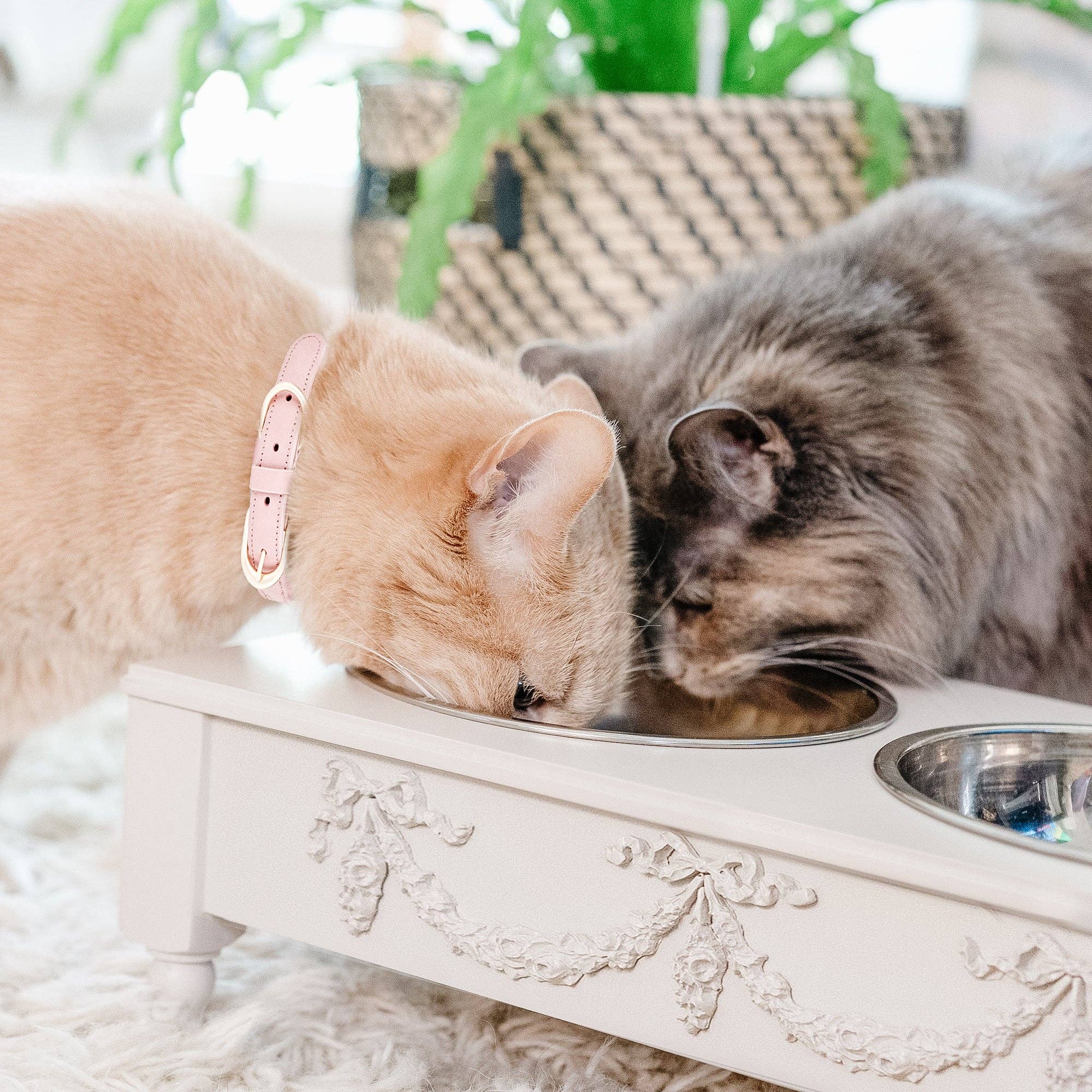 White Elevated Pet Feeder