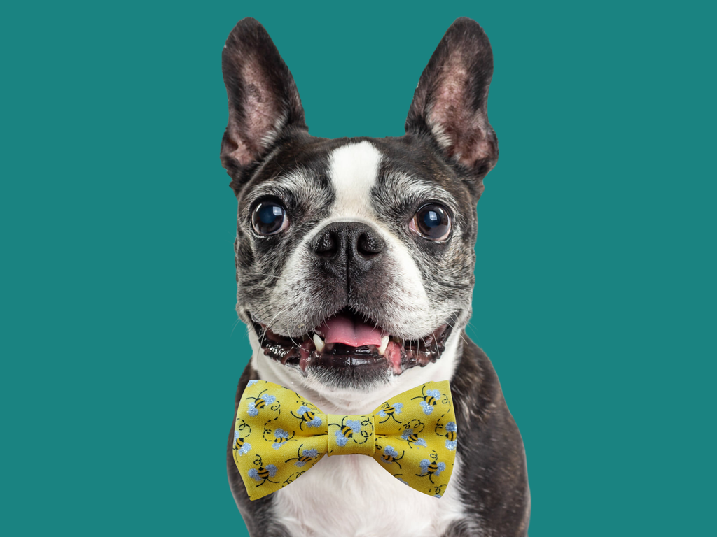 Bumblebee Bow Tie