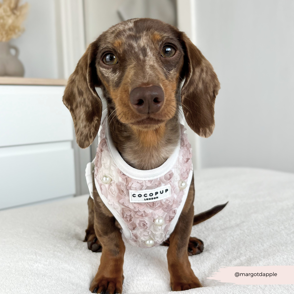 Pearly Pup Adjustable Neck HARNESS