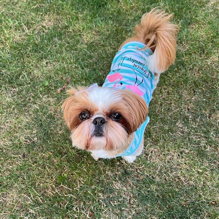 Flamingos Dog T-Shirt – Adorable Tropical Pet Shirt