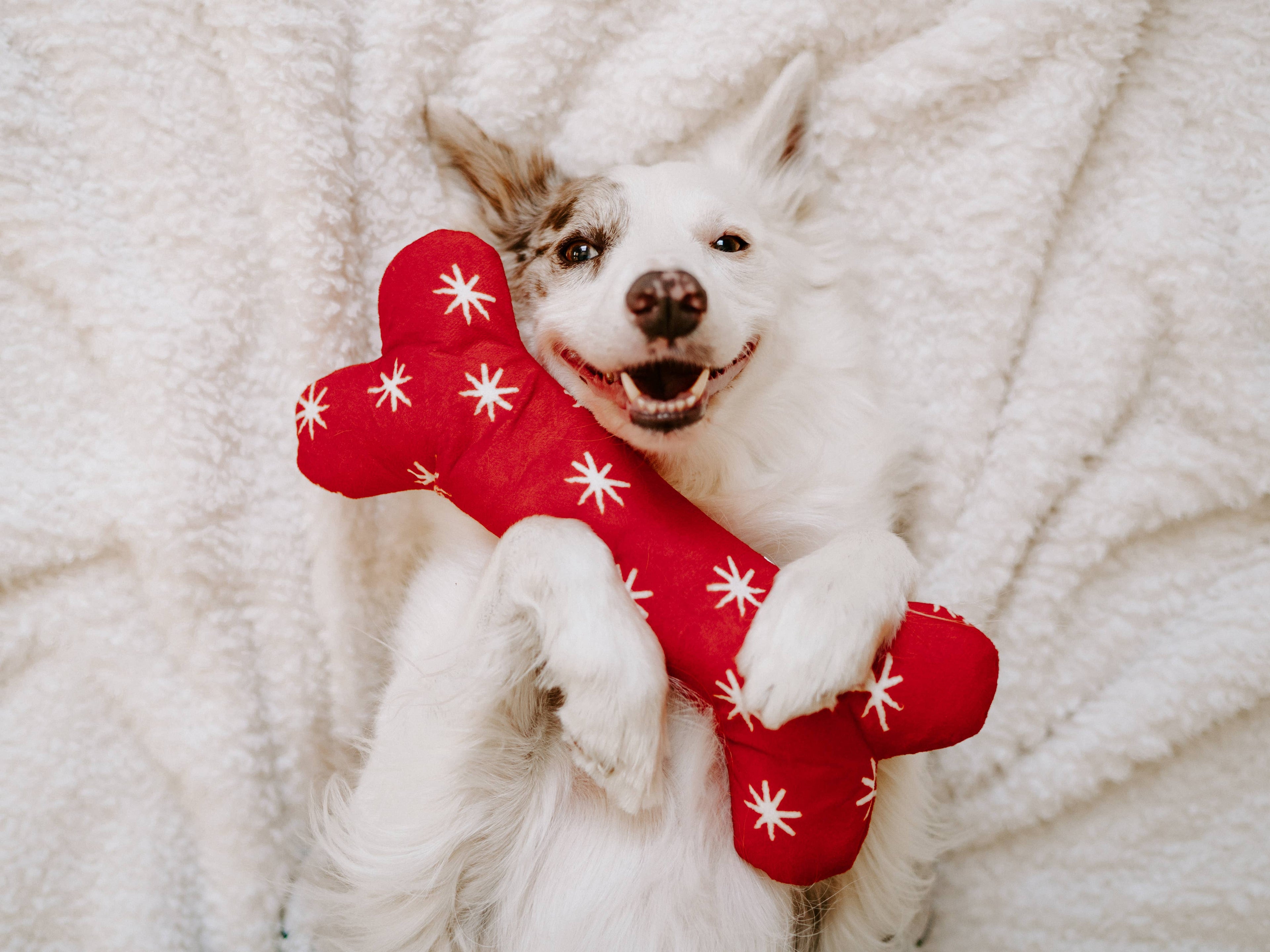 Holiday Jigglerz Festive Bone