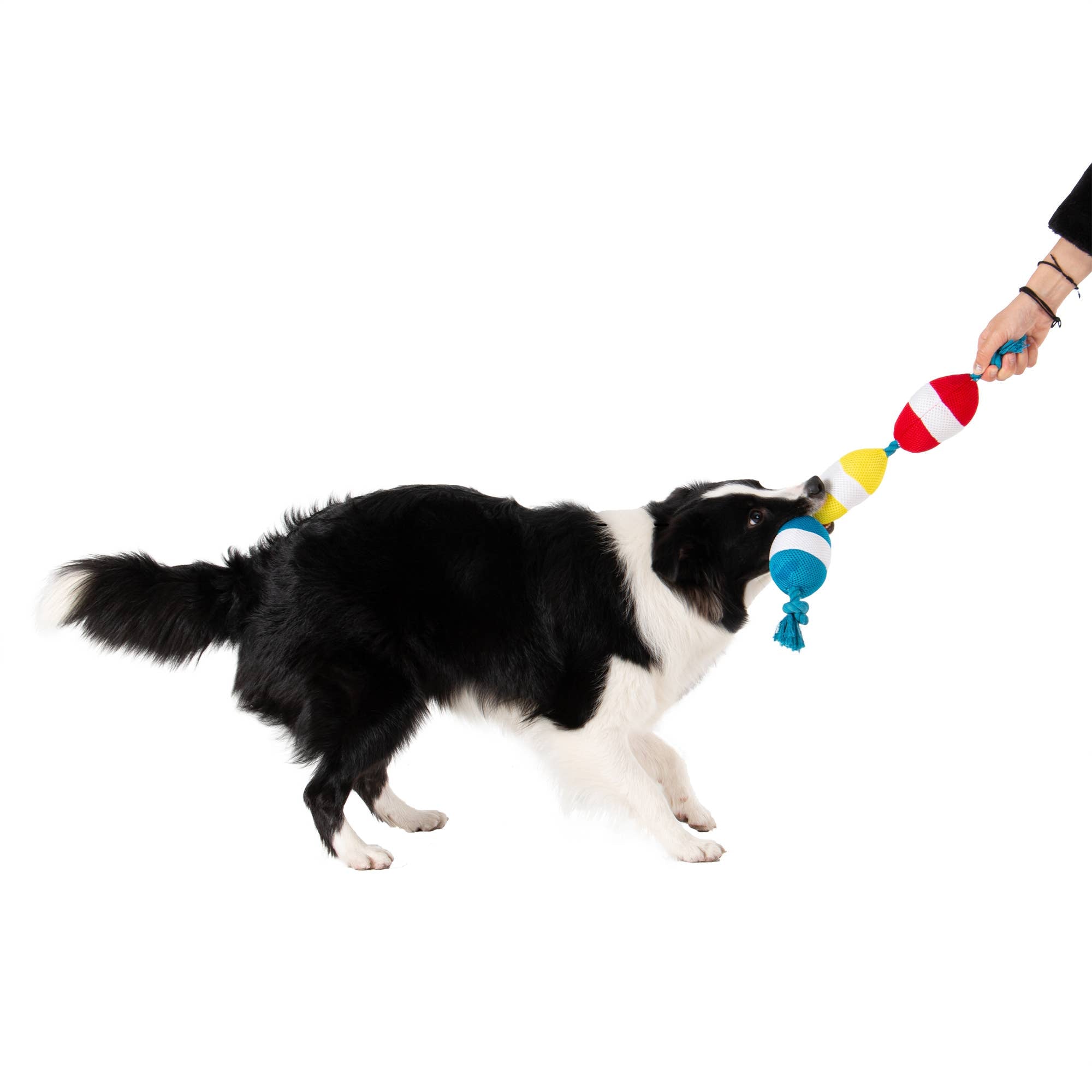 Territory Buoys Floating Water Play Tug Dog Toy