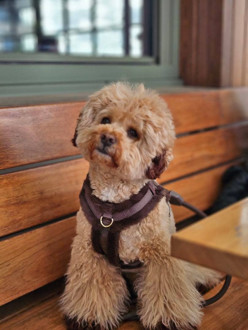 Comfort Furlowe Harness - Mocha