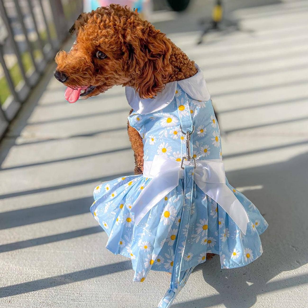 Blue Daisy Dog Dress w/ Matching Leash