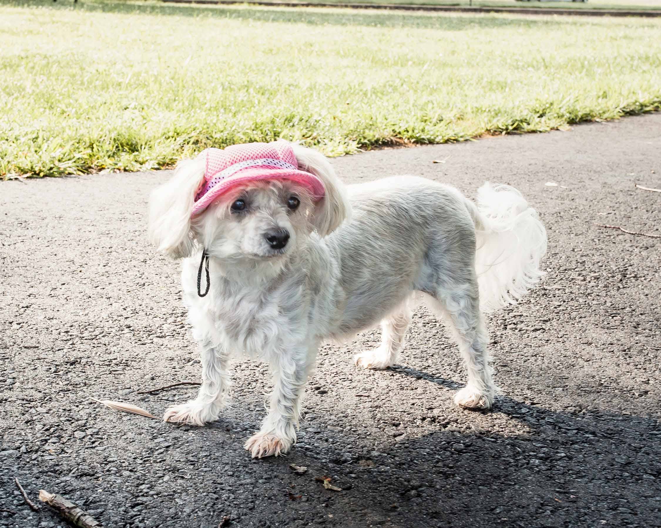 UV Protectant Adjustable Dog Hat Cap