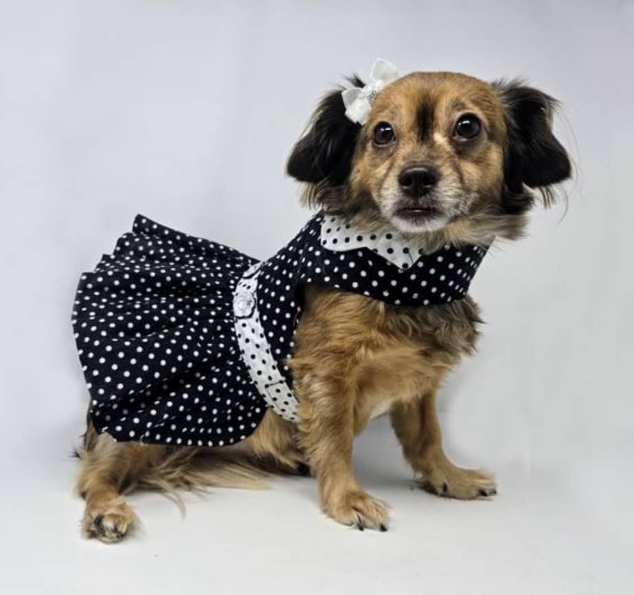Polka Dot Dog Dress w/Matching Leash - Black & White