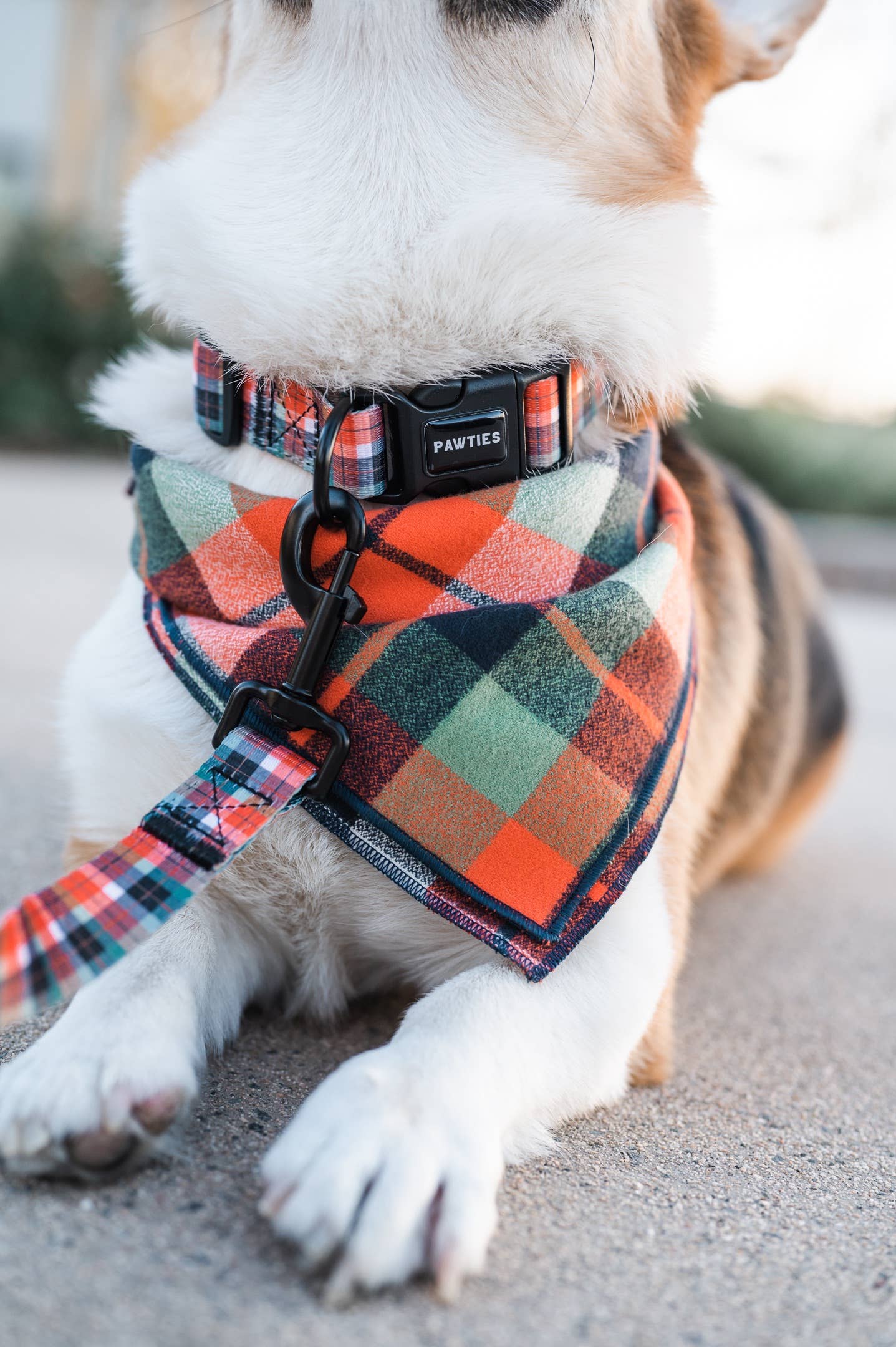 Ranger - Dog Collar