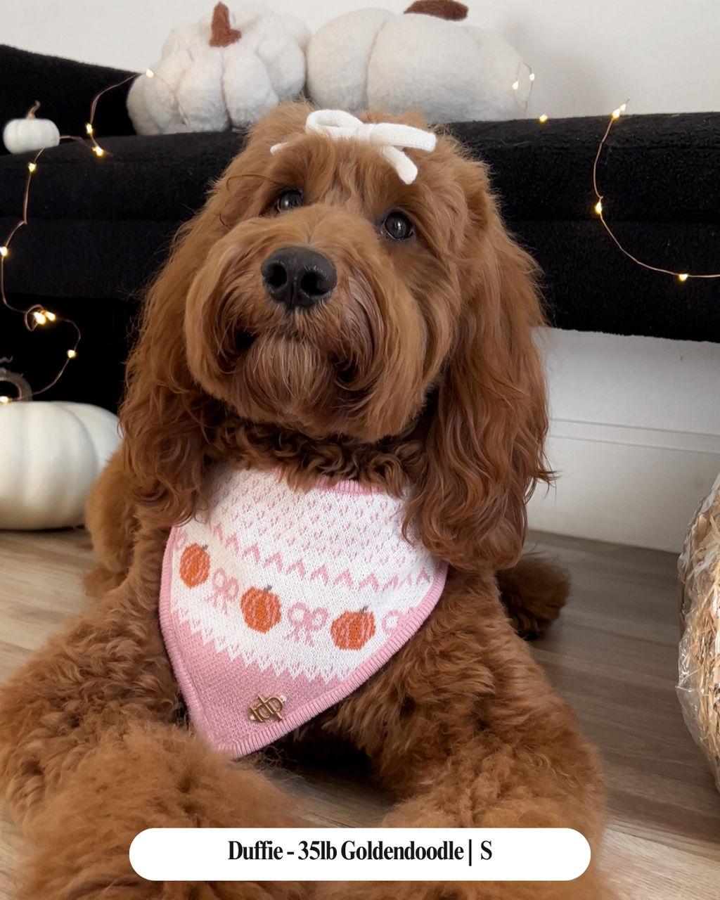 FALL DOG BANDANA | SWEET SORCERY
