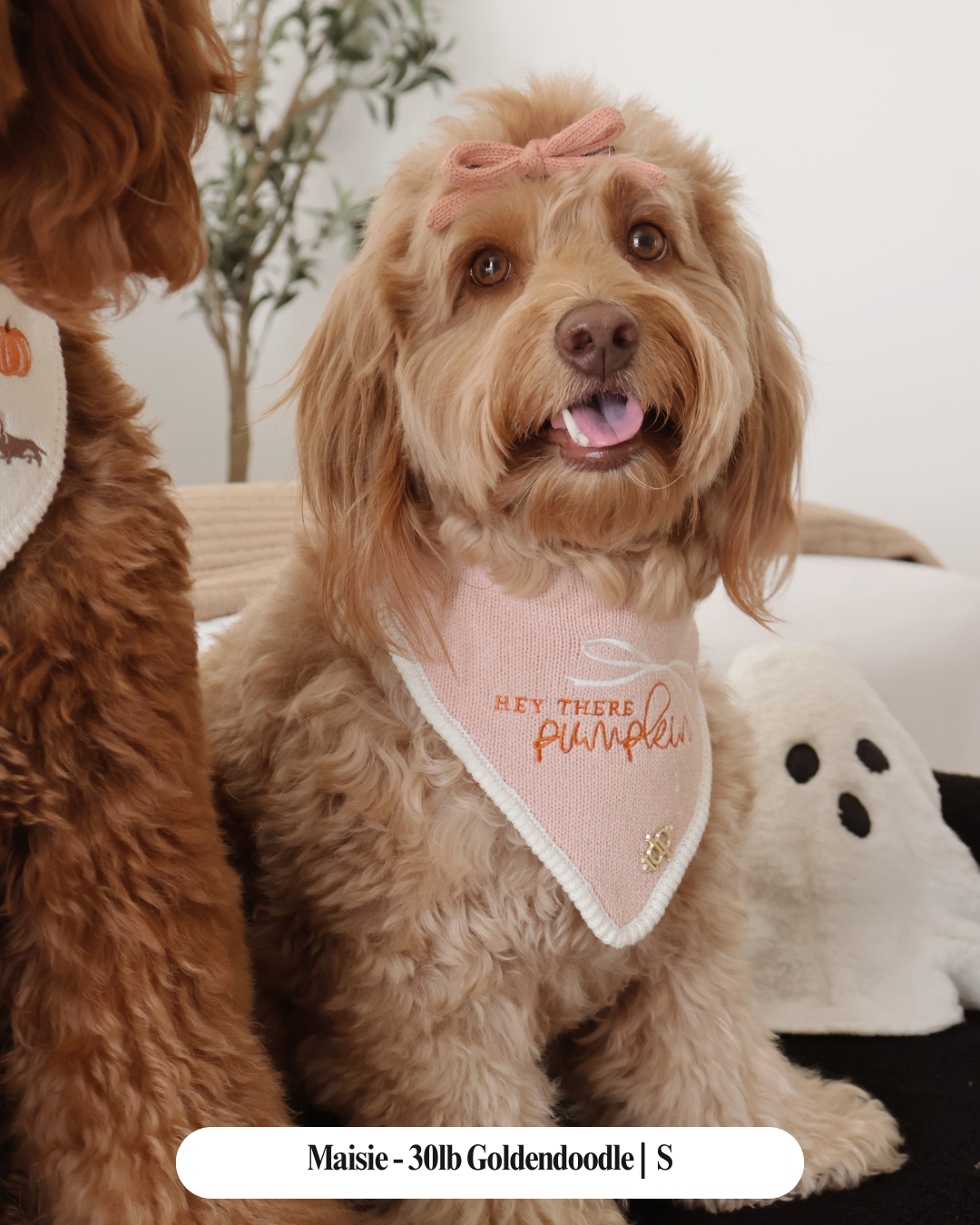 FALL DOG BANDANA | HEY THERE, PUMPKIN