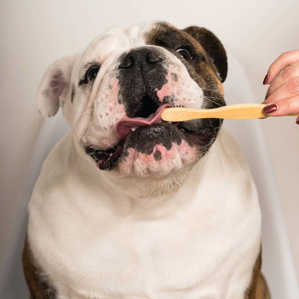 Dental Dog PB Tooth Powder