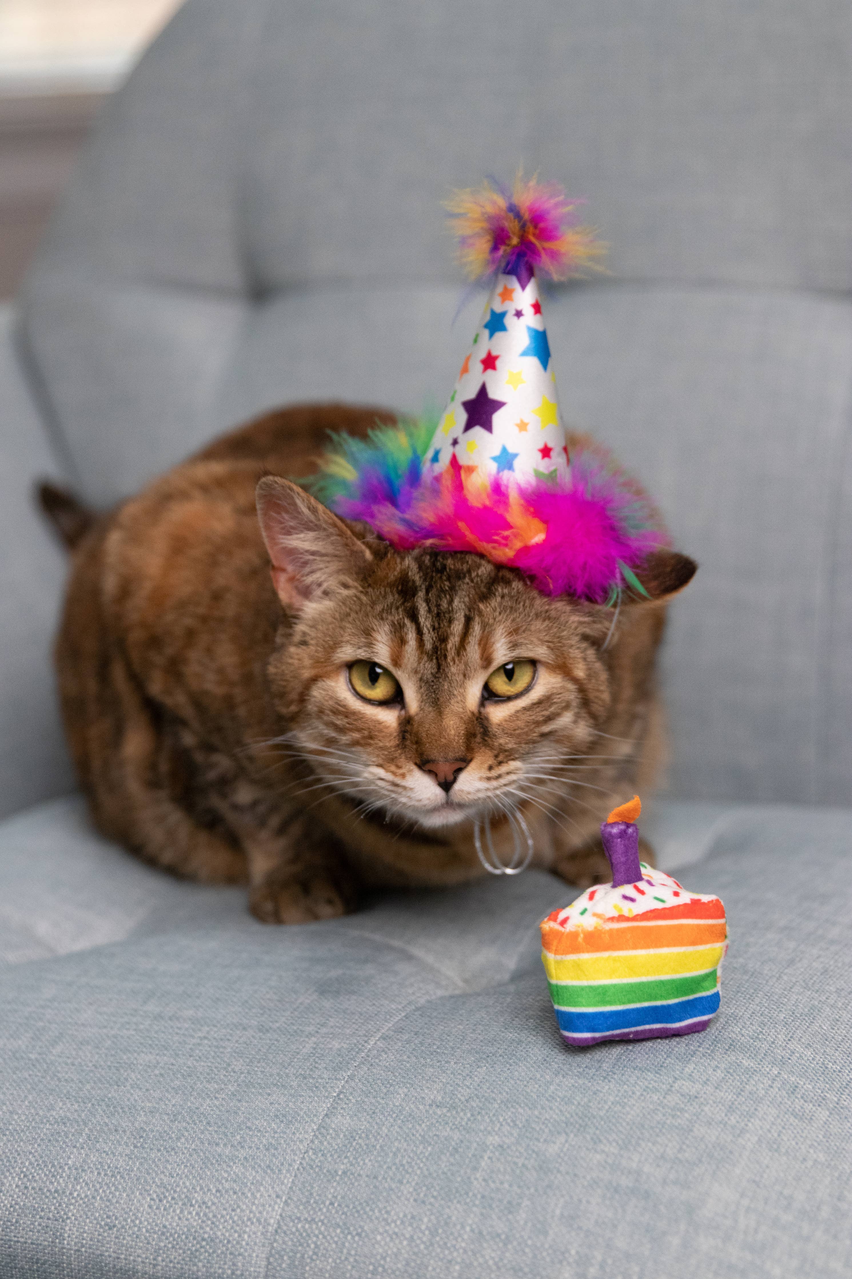 Funfetti Cake Cat Toy