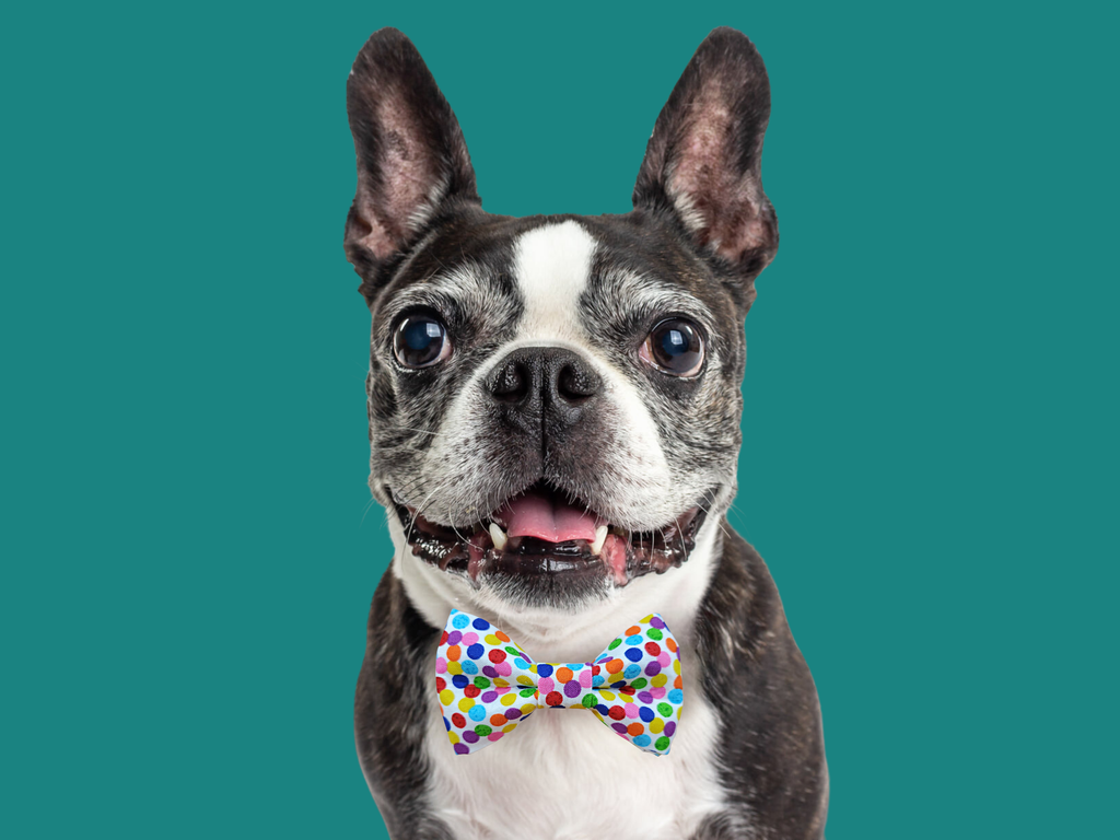 Rainbow Polka Dots Bow Tie