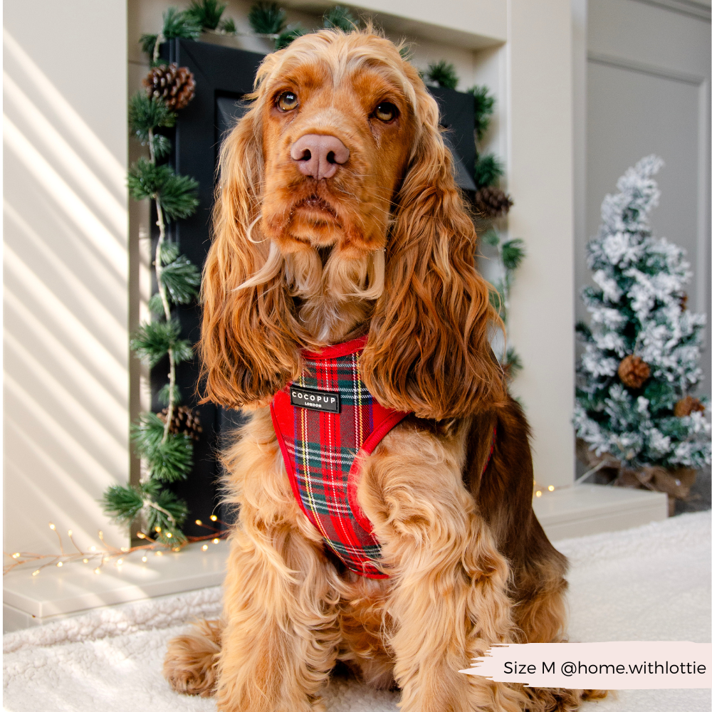 Tartan Adjustable Neck HARNESS